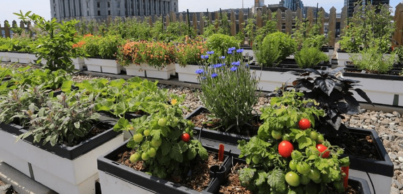 The Structure of the Layers of the Green Roof